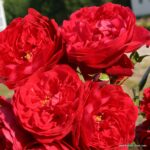 ROSA KORDES 'Florentina'®