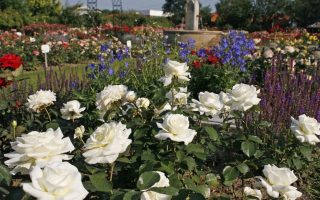 ROSA KORDES 2L Memoire–Kordes 1992, čajohybrid - 9193f3b03b3366ad0f727bc9615adfe44388ee08