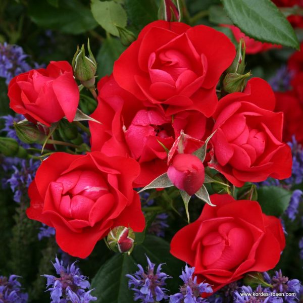 ROSA KORDES , Black Forest Rose® - Black Forest Rose 0