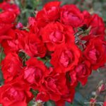 ROSA KORDES , Black Forest Rose® - Image 2