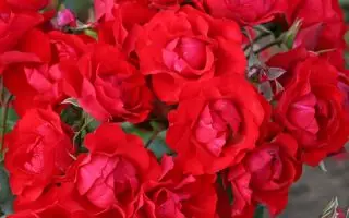 ROSA KORDES , Black Forest Rose® - Black Forest Rose 1