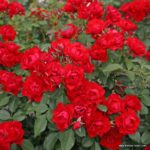 ROSA KORDES , Black Forest Rose® - Image 3
