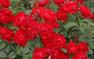 ROSA KORDES , Black Forest Rose® - Black Forest Rose 2