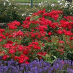 ROSA KORDES , Black Forest Rose® - Image 4