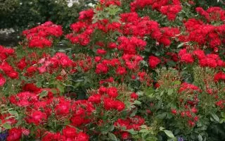 ROSA KORDES , Black Forest Rose® - Black Forest Rose 3