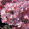 ROSA KORDES, Fortuna® - 2 L