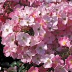 ROSA KORDES, Fortuna®