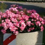 ROSA KORDES, Fortuna® - Image 4