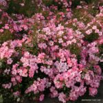 ROSA KORDES, Fortuna® - Image 3