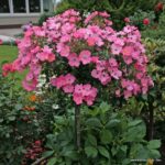 ROSA KORDES, Fortuna® - Image 2