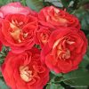 ROSA KORDES, Gebrüder Grimm® - 2 L