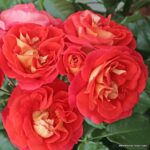 ROSA KORDES, Gebrüder Grimm®