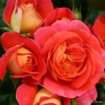 ROSA KORDES, Gebrüder Grimm® - Image 2