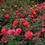 ROSA KORDES, Gebrüder Grimm® - Image 3