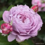 ROSA KORDES, Novalis®