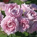 ROSA KORDES, Novalis® - Image 2