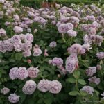 ROSA KORDES, Novalis® - Image 4