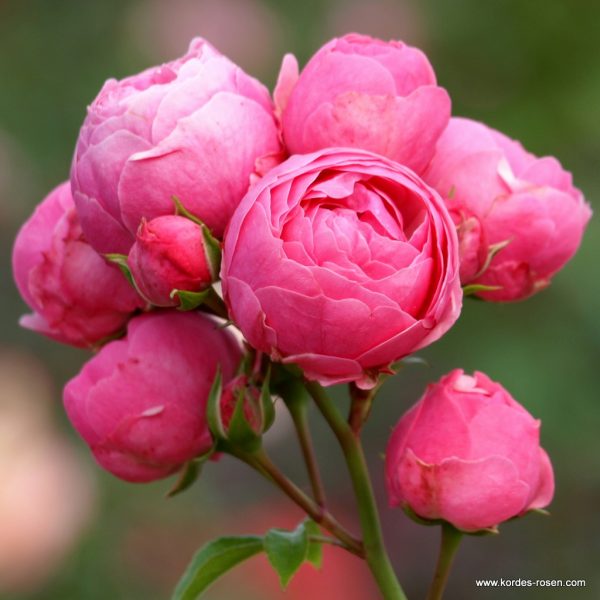 Růže Kordes, Pomponella® - Pomponella 1