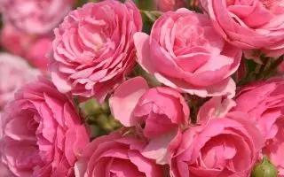 Růže Kordes, Pomponella® - Pomponella 2