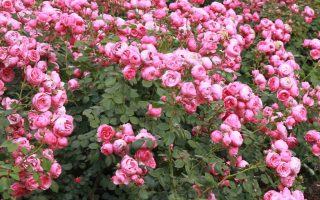 Růže Kordes, Pomponella® - Pomponella 33Wt2zmIBys0pi