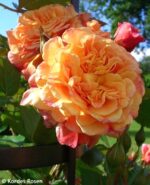 ROSA KORDES 2L Aloha – Kordes 2003, pnoucí