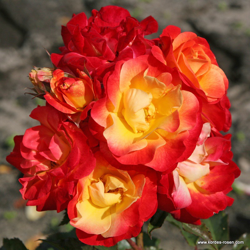 ROSA KORDES 2L Firebird – Kordes 2015–mnohokvěté - ruze firebird