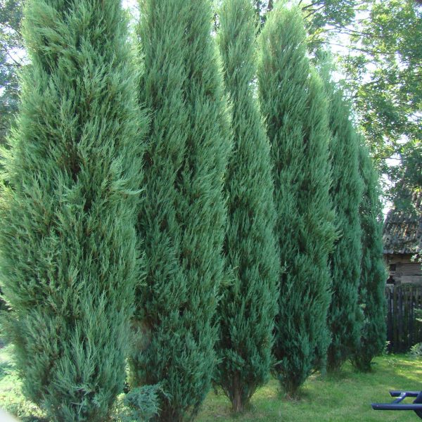 Juniperus chinensis 'Stricta' - 024