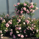 ROSA KORDES, Larissa® - Image 2