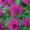 Monarda didyma 'Purple Knight' - Kontejner 3 l