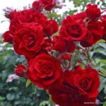 ROSA KORDES 2L Amadeus – Kordes 2003, pnoucí - Image 3