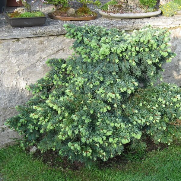 Pseudotsuga menziesii 'Fletcheri', 30–40 cm
