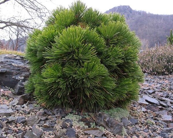 Pinus leucodermis 'Schmidtii' 20–25 cm, výška v dospělosti 0,5m