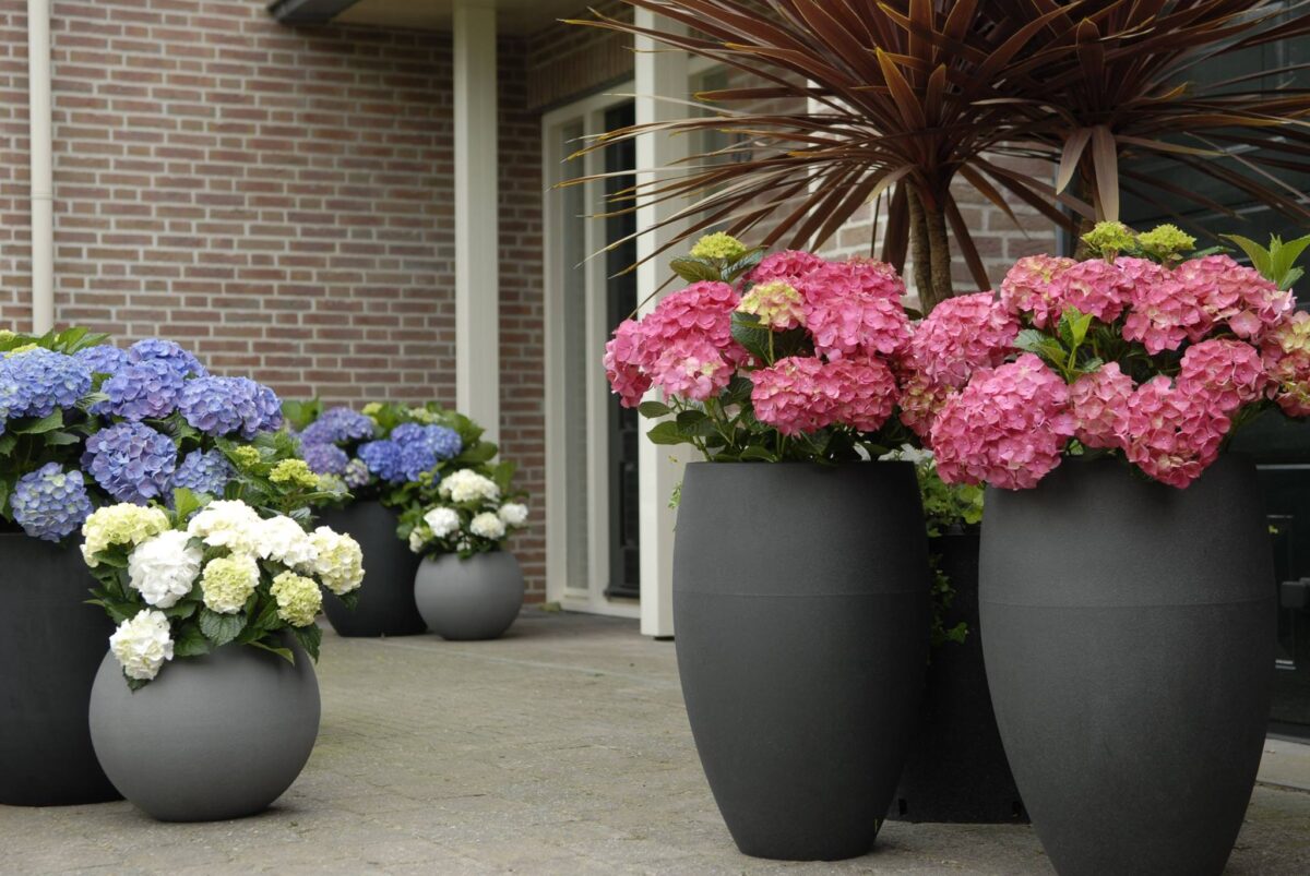 Hydrangea macrophylla 'Forever&Ever'® 'BLUE' - Image 2
