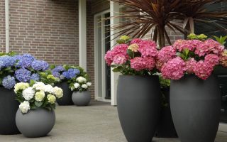 Hydrangea macrophylla 'Forever&Ever'®'WHITE' - 13041303 1312220595463839 6117725262942468117 o