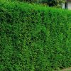 Cupressocyparis leylandii '2001' - Kontejner 2,5 l, v. 40-50 cm