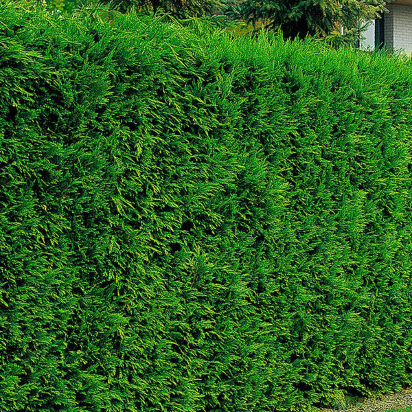 Cupressocyparis leylandii '2001'