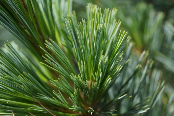 Pinus Flexilis 'Wolf´s Pyramid' 40–60 cm, výška v dospělosti 9m - 1831 Pinus flexilis Vanderwolfs Pyramid 01