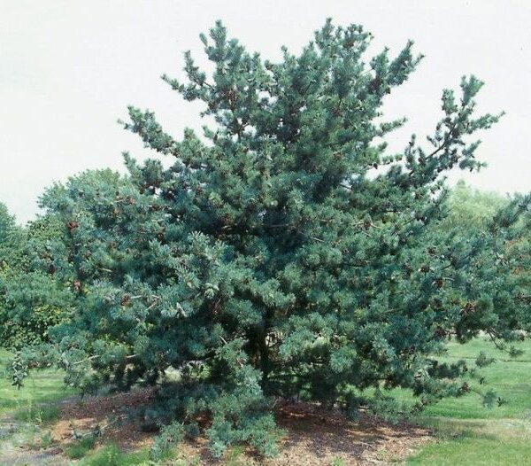Pinus parviflora ´Glauca Elegans´ 60–80, K7,5