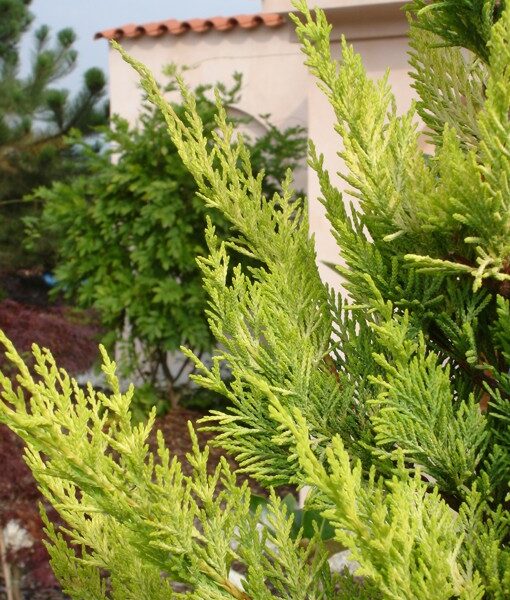 Cupressocyparis leylandii 'Gold Rider'