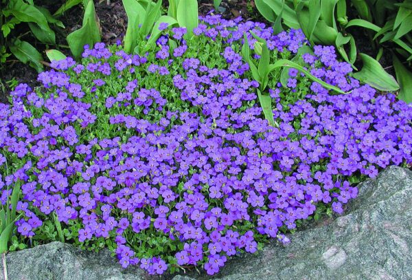 Aubrieta ´Blaumeise´ K 9x9 - 2357 Aubrieta Blaumeise