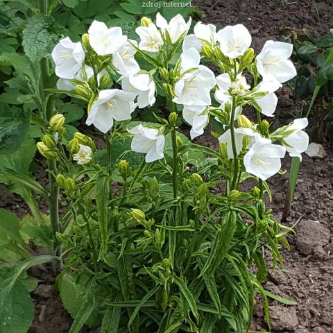 Campanula persicifolia Takion F1 White