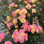 ROSA KORDES 'Landlust'® - Image 3