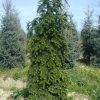 Abies nordmanniana 'Pendula' - Kontejner 10 L, v. 40-60 cm
