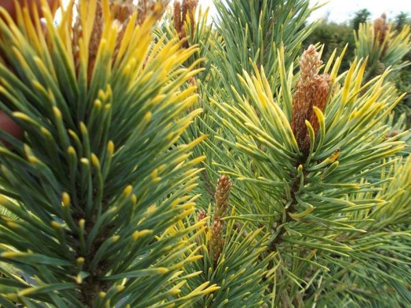 Pinus sylvestris Aurea 40–60 K7,5 - 36744 1 borovice lesni aurea e1549471390758