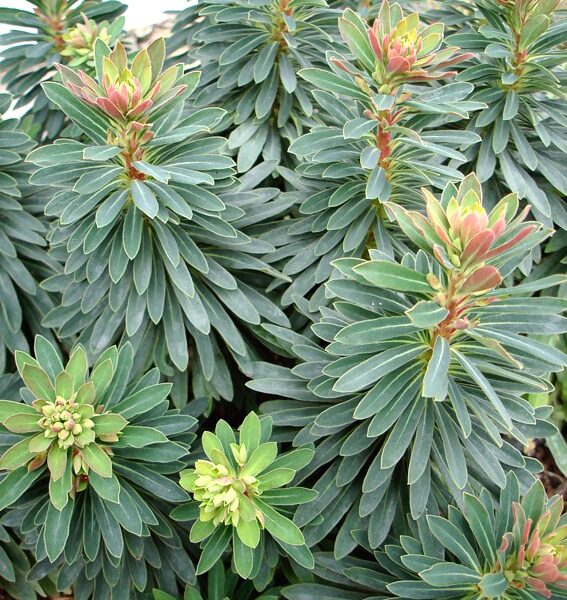 Euphorbia amygdaloides Pryšec mandloňovitý, Tiny Tym, P 12