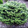 Abies balsamea 'Globosa'