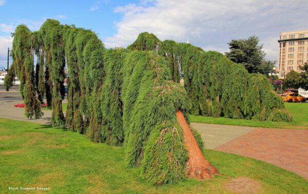 Sequoiadendron giganteum 'Pendulum' 100–125 cm - 40177718911 c6a79577ea b