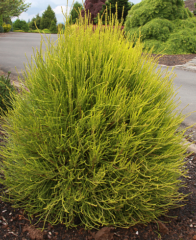 Thuja orientalis 'Franky Boy', 30–40 cm