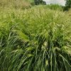 Deschampsia caespitosa 'Palava' - Kontejner, pr. 9 cm
