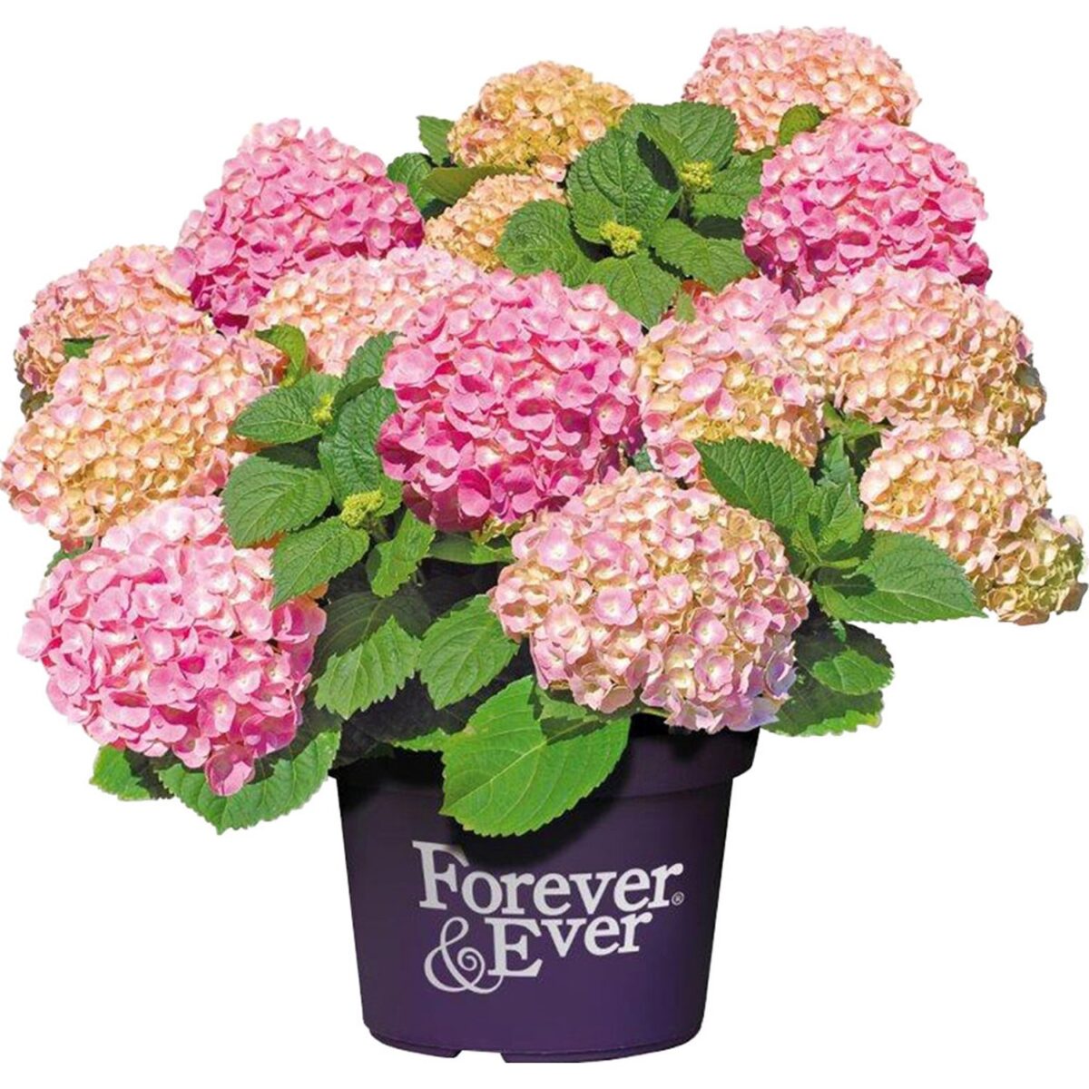 Hydrangea macrophylla 'Forever&Ever'® 'PINK' - Image 1